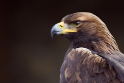 golden eagle (Aquila chrysaetos) orel skalni 