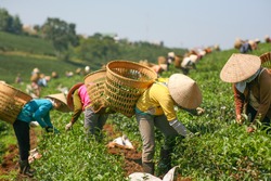 Women with conic hat are harvesting tea leaf in Bao Loc, Vietnam