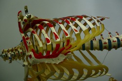 Human anatomy skeleton with ribcage
