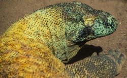 Giant comodo dragon lizard head portrait close up with closed eyes