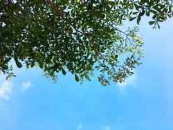 view under tree to sky