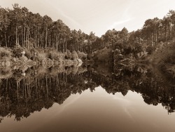 Sintra-Cascais Natural park is reserve on the Portuguese Riviera. Mountainous forested area, lake or Lagoa Dos Mosqueiros surrounded by plants that are reflected in calm water. Sepia tone photography.