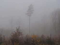 North Europe. Lithuanian forest. November, Autumn. Dark and cold. Heavy fog. Mist in nature. Low-lying cloud. Bad visibility. Air temperature and dew point is less than 2.5°C. Condenses water droplets