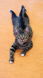 Black and brown tabby cat laying on his belly an orange floor with his paws stretched out under him in a funny position, looking into the camera