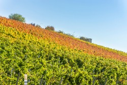 Vineyards and landscape in Lower Franconia in autumn with colorful leaves in typical autumn colors after the vintage in sunshine, blue sky, small white veil clouds near the town Volkach