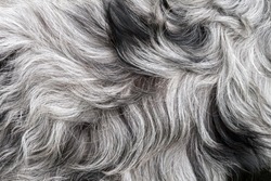 White and black, grey dog's dense fur high quality macro, gray haired dog's coat or simply a fluffy rug background texture abstract concept, extreme closeup