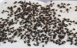 Many flies die on glue fly trap.