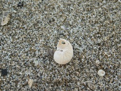 A single solitary seashell spotted along the banks of a Lake Erie, Michigan. Washed up and vacant