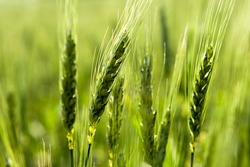 Green wheat in the field.
