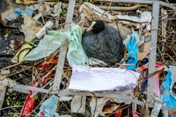 coot, wild bird,  sitting in a nest made of plastic bags in the city
