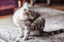American shorthair cat is scratching,A beautiful American cat, Cats are scratching ticks.