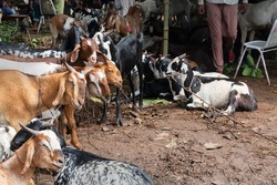 Kolkata, West Bengal, India - 11th August 2019 : Goats for sale in open market during 