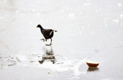 Common moorhen (Gallinula chloropus) walk on ice and eat bread. Waterhen or swamp chicken.