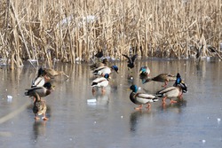 A flock of Mallard ducks and Moorhens are eating bread and having fun on the ice of a lake.