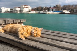 A red cat sleeps on a bench against the sea. Beautiful orange tabby cat with closed eyes. Concept of relaxation and relaxation by the sea.