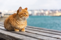 A red cat sits on the background of the sea and looks away. A beautiful tabby cat with surprised eyes. Portrait of a young red kitten on the background of the city. Space for text.