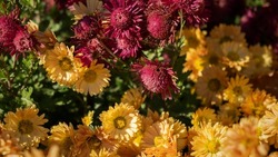 Chrysanthemums colorful multicolored background. Beautiful bright pink, yellow, red chrysanthemums bloom in the garden in autumn. Macrophotography of flowers. Background of autumn flowers.