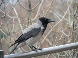 The grey crow (Corvus tristis), formerly known as the bare-faced crow, is about the same size (42–45 cm in length) as the Eurasian carrion crow (Corvus corone)