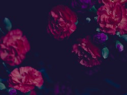 Moody chiaroscuro floral arrangement, red and purple carnations, dark background