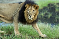 Majestic Asiatic Lion Portrait in green background. male lion in nature 