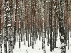 Winter pine forest covered with fresh snow