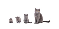 Group of cats of different ages sitting on a white background
