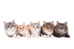 Five small Siberian  kittens on white background. Cats lying