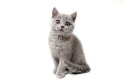 Kitten British blue on white background. Cat sitting
