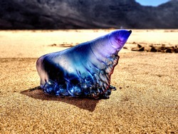Deadly Sea Creature known as the ‘Portuguese man-of-war’ at Fuerteventura Coast