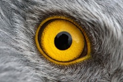 Eagle eye close-up, macro photo, eye of the male Northern Harrier.