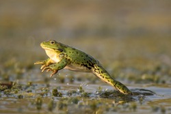 Green frog jump on a beautiful light. Pelophylax ridibundus