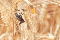 Locust on Wheat grain. Crop damage to whole grain harvest. Acrididae