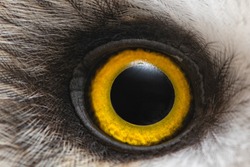 Owl's eye close-up, macro photo, Eye of the Short-eared Owl, Asio flammeus.