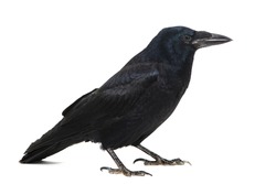 Common Raven Corvus corax, isolated on white background.