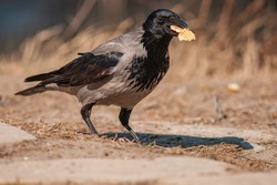 The hooded crow Corvus cornix is a species of bird in the genus Corvus. Grey Crow with a cookie in his beak.