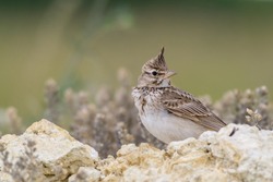 Common crested lark. Galerida cristata. A songbird with a crest on its head.