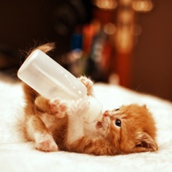 Cute young baby red kitten feeding from a bottle.