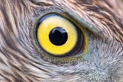 Eagle eye close-up, eye of the Goshawk