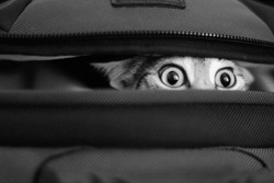 Adorable cat peeking out of bag. bw.