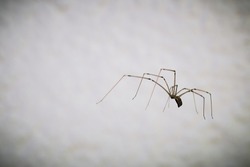 cellar spider against white background