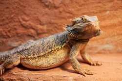 pregnant bearded dragon -Bartagame - in private terrarium looking at camera