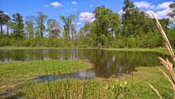 Horseshoe shape marsh