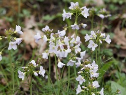 Cardamine pratensis | Cuckoo flower or  lady's smock. Flowers on spike with pale violet-pink petals veined with darker violet, creamy white to pale yellow stamens and pinnate leaves 