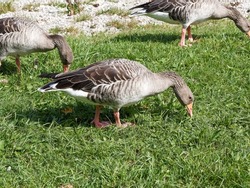 (Anser anser) Flock of wild greylag geese with brown and white plumage, barred grey, orange beak, thick neck and pink legs