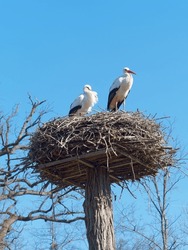 A pair of White storks (Ciconia ciconia ) perching on a nest platform with bulky sticks