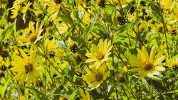 Heliopsis helianthoides - Rough oxeyes or false sunflowers. Popular flowers with radiating yellow flowerhead surrounding a central disc at top of stems bearing lance-shaped and serrated leaves