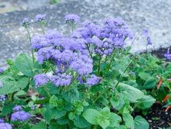 (Ageratum houstonianum) Flossflower or Mexican paintbrush, ornamental dwarf rampant shrub with blue flowerheads in dense fluff-haired corymbs on slender stems bearing triangular leaves
