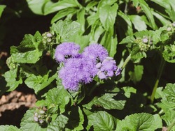 (Ageratum houstonianum) Flossflower or Mexican paintbrush, ornamental dwarf rampant shrub with blue flowerheads in dense fluff-haired corymbs on slender stems bearing triangular leaves