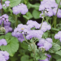 (Ageratum houstonianum) Flossflower. Corymbs of blue flowerheads with threadlike and fluff-haired ray flowers, lanceolate pointed hairy bracts and triangular leaves on stems
