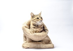 tabby kitten with green eyes in a sack on white background look right